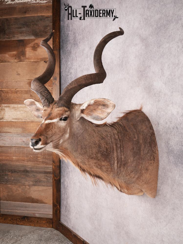 Greater Kudu Shoulder Mount SKU 3480 - Image 8