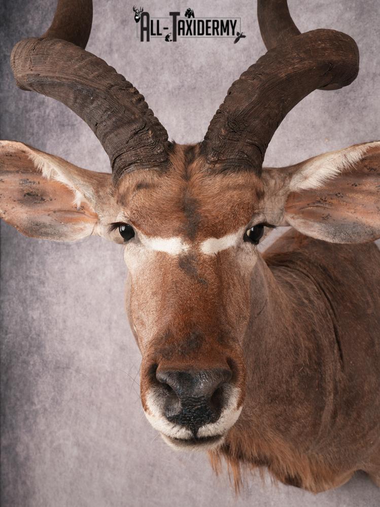 Greater Kudu Shoulder Mount SKU 3480 - Image 3