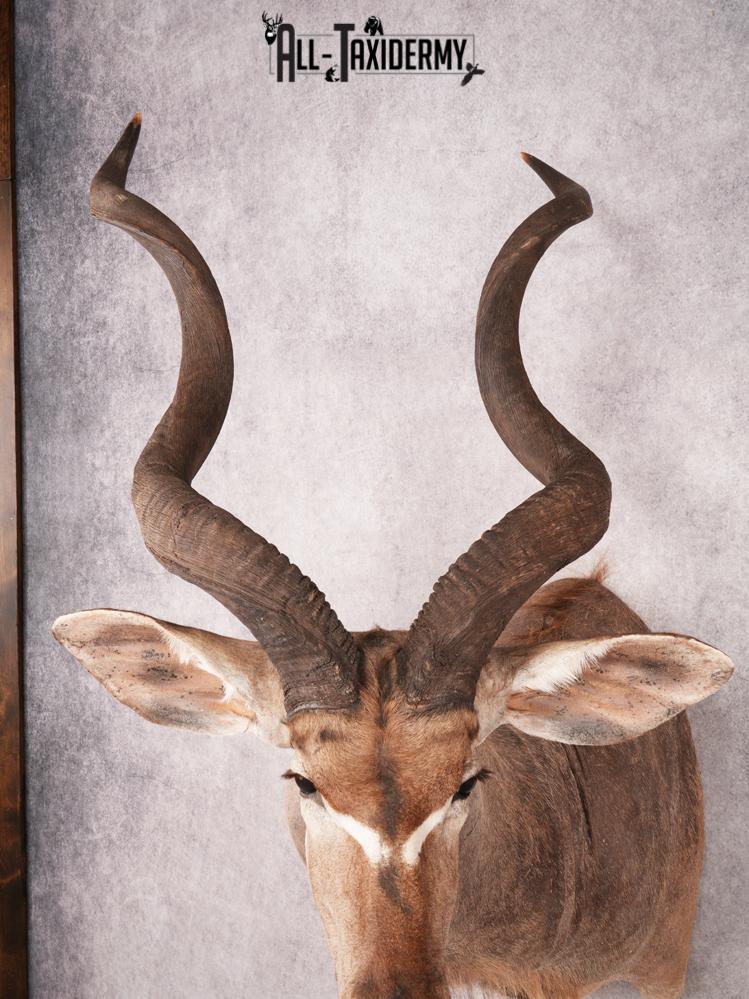 Greater Kudu Shoulder Mount SKU 3480 - Image 2