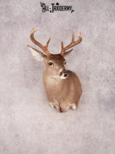 Coues Deer Shoulder Mount SKU 3453