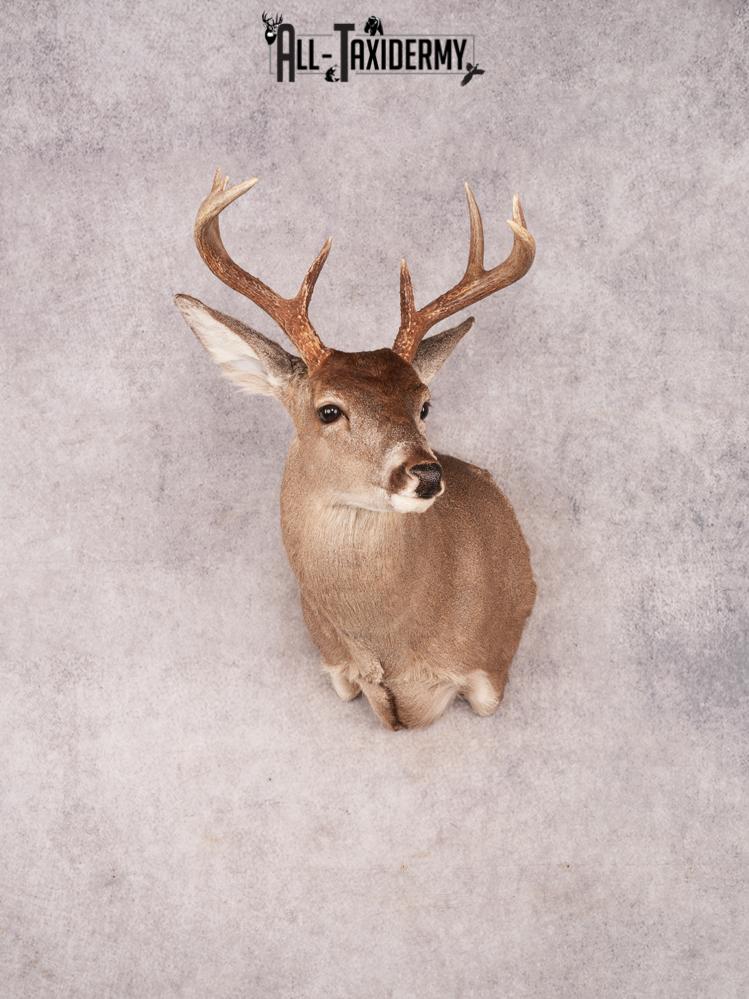 Coues Deer Shoulder Mount SKU 3453