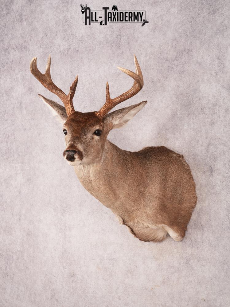 Coues Deer Shoulder Mount SKU 3453 - Image 10