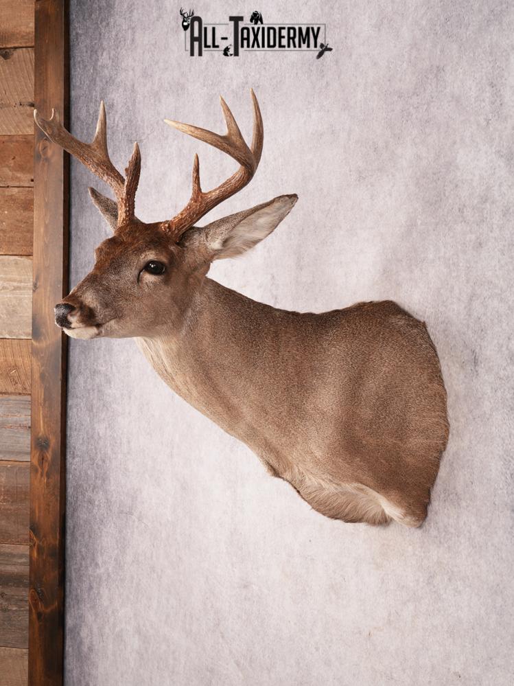 Coues Deer Shoulder Mount SKU 3453 - Image 9