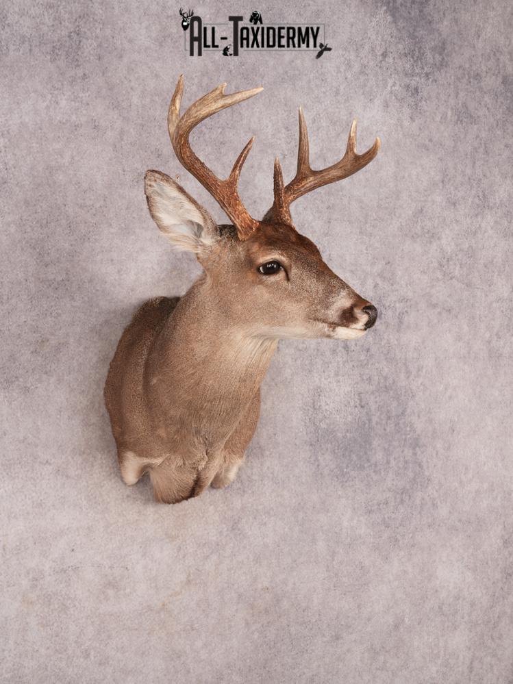 Coues Deer Shoulder Mount SKU 3453 - Image 8
