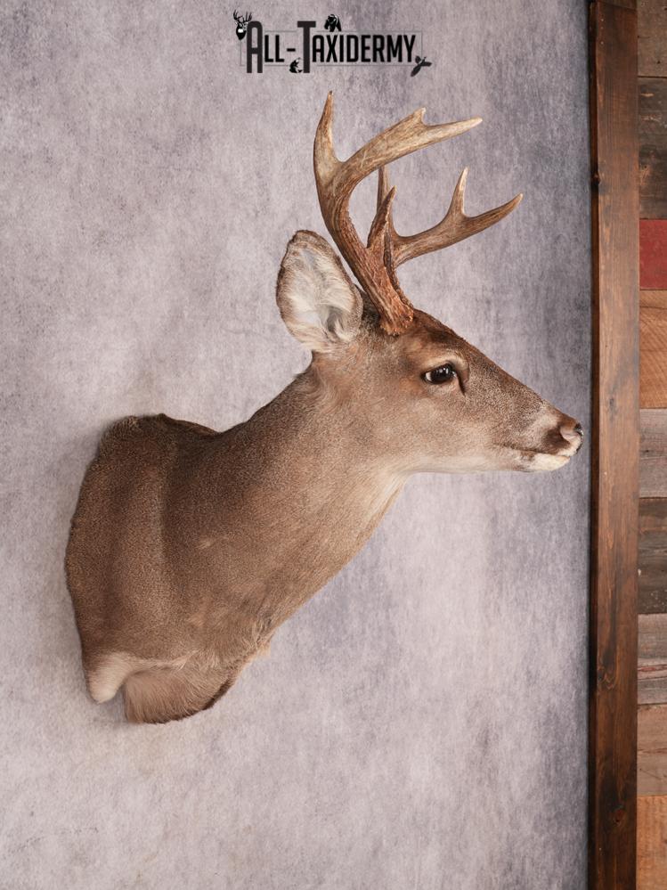 Coues Deer Shoulder Mount SKU 3453 - Image 7