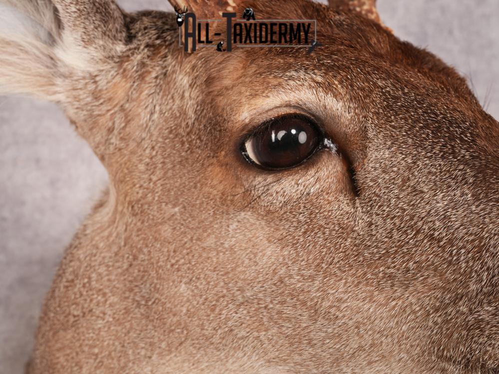 Coues Deer Shoulder Mount SKU 3453 - Image 6