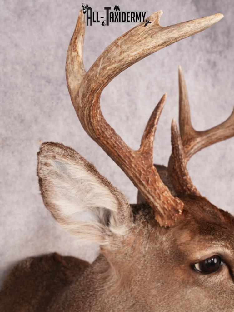 Coues Deer Shoulder Mount SKU 3453 - Image 5