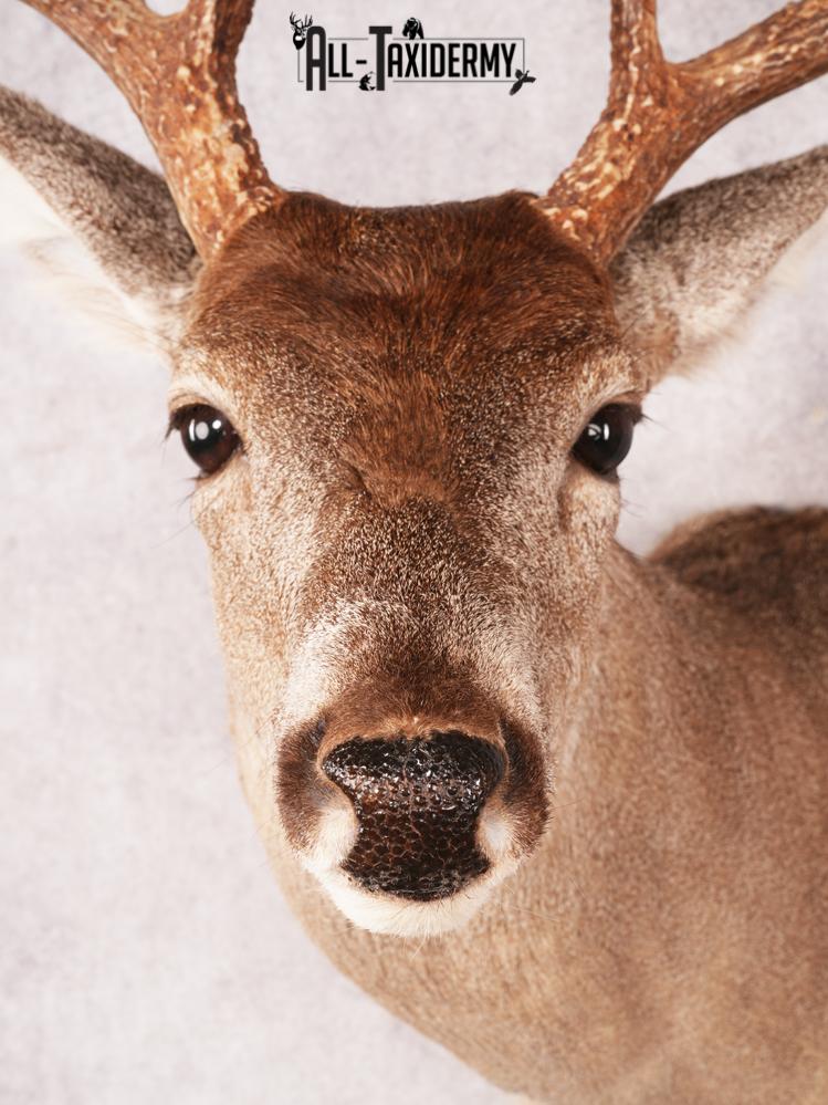 Coues Deer Shoulder Mount SKU 3453 - Image 4