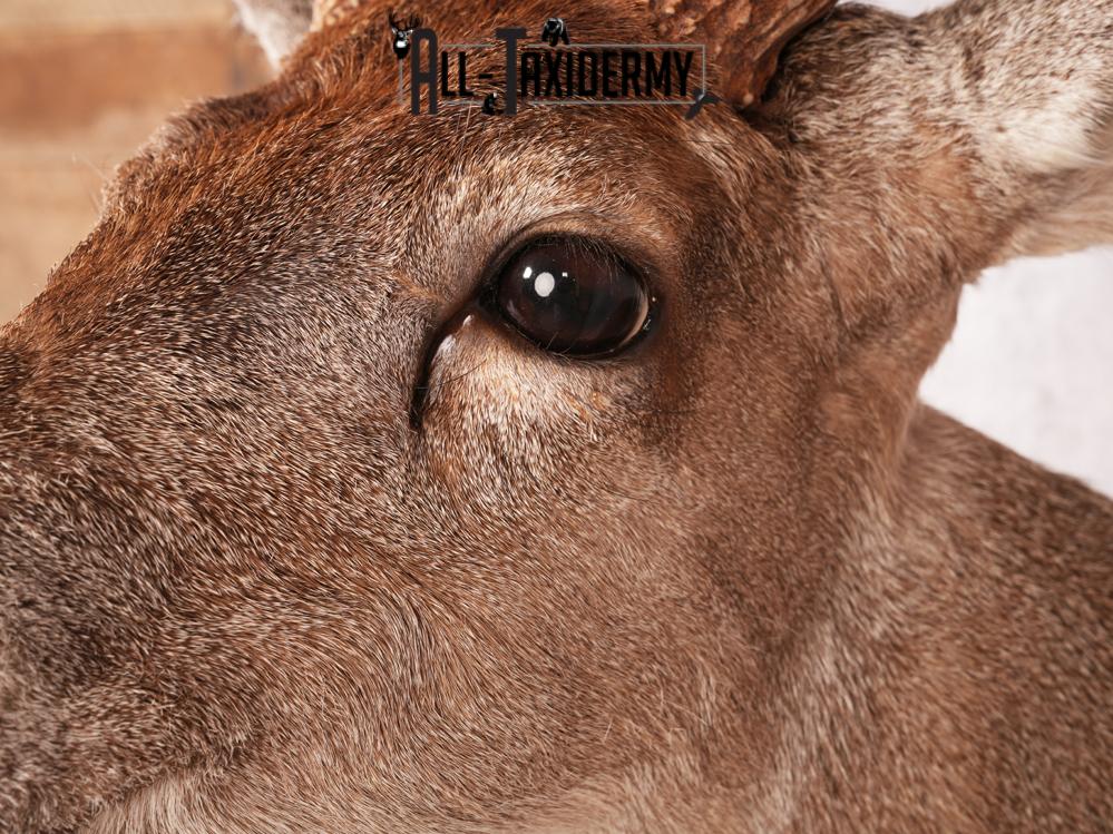 Coues Deer Shoulder Mount SKU 3453 - Image 3