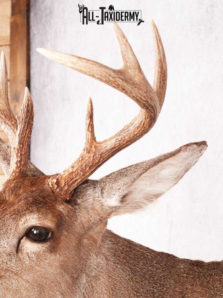 Coues Deer Shoulder Mount SKU 3453 - Image 2
