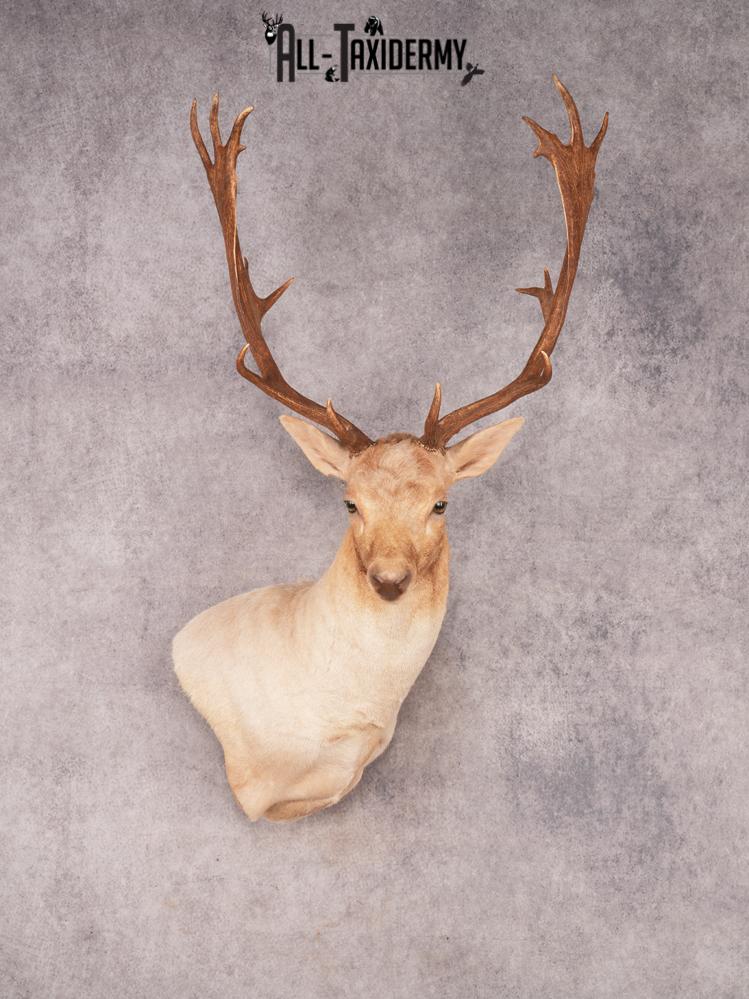 Fallow Shoulder Mount SKU 3467