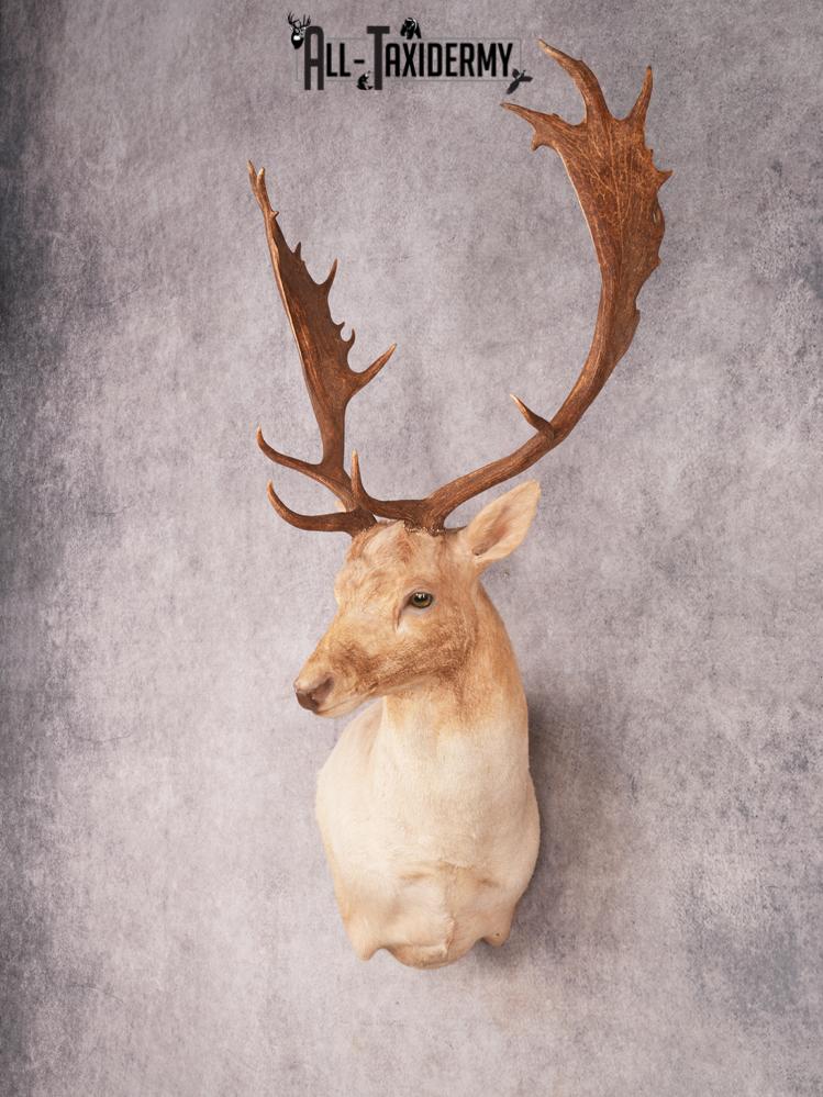 Fallow Shoulder Mount SKU 3467 - Image 12