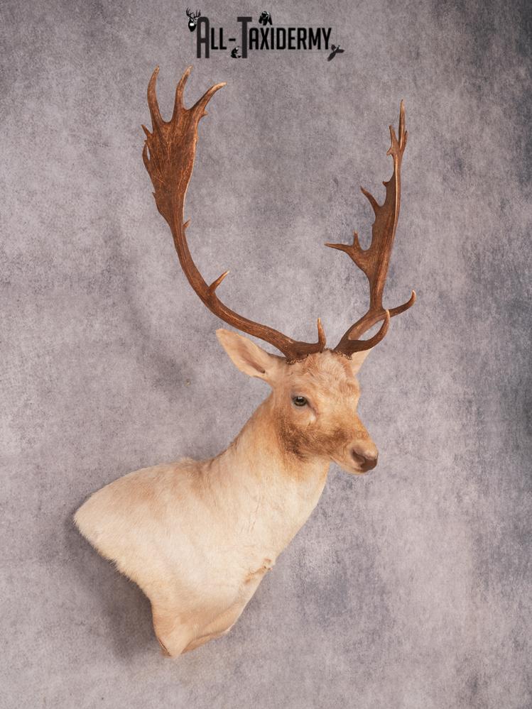 Fallow Shoulder Mount SKU 3467 - Image 10