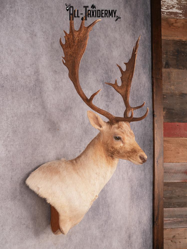 Fallow Shoulder Mount SKU 3467 - Image 9