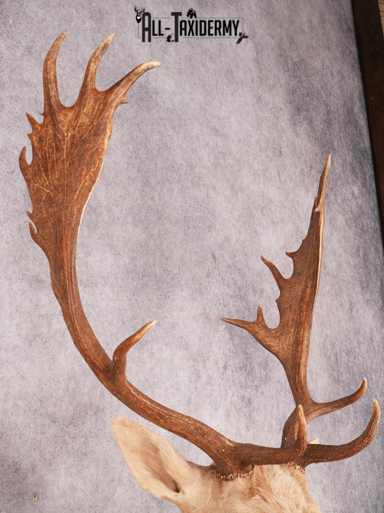 Fallow Shoulder Mount SKU 3467 - Image 2