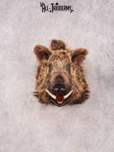 Russian Boar SKU 3468
