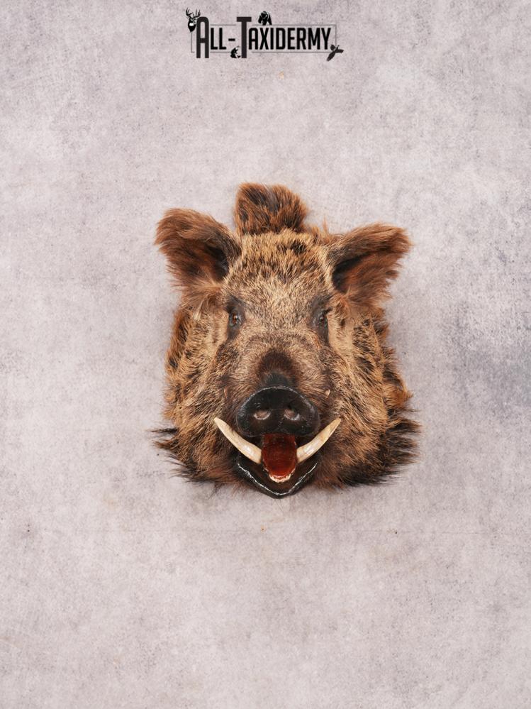Russian Boar SKU 3468