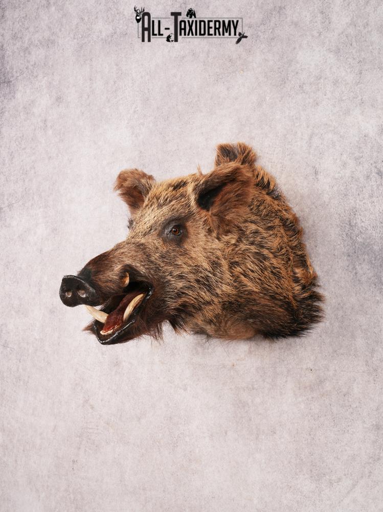 Russian Boar SKU 3468 - Image 13