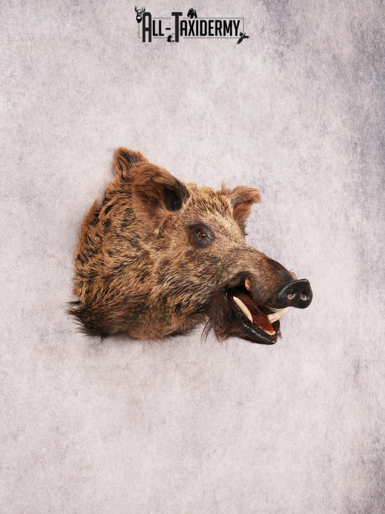 Russian Boar SKU 3468 - Image 11