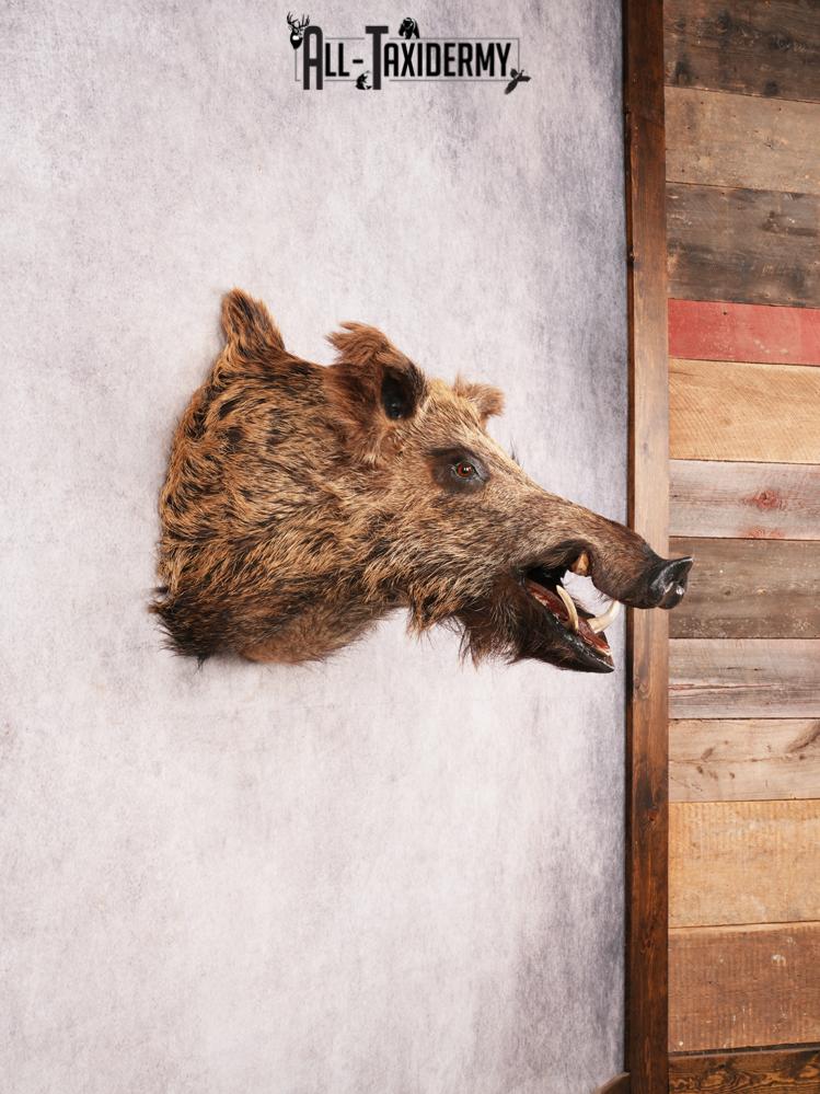 Russian Boar SKU 3468 - Image 10