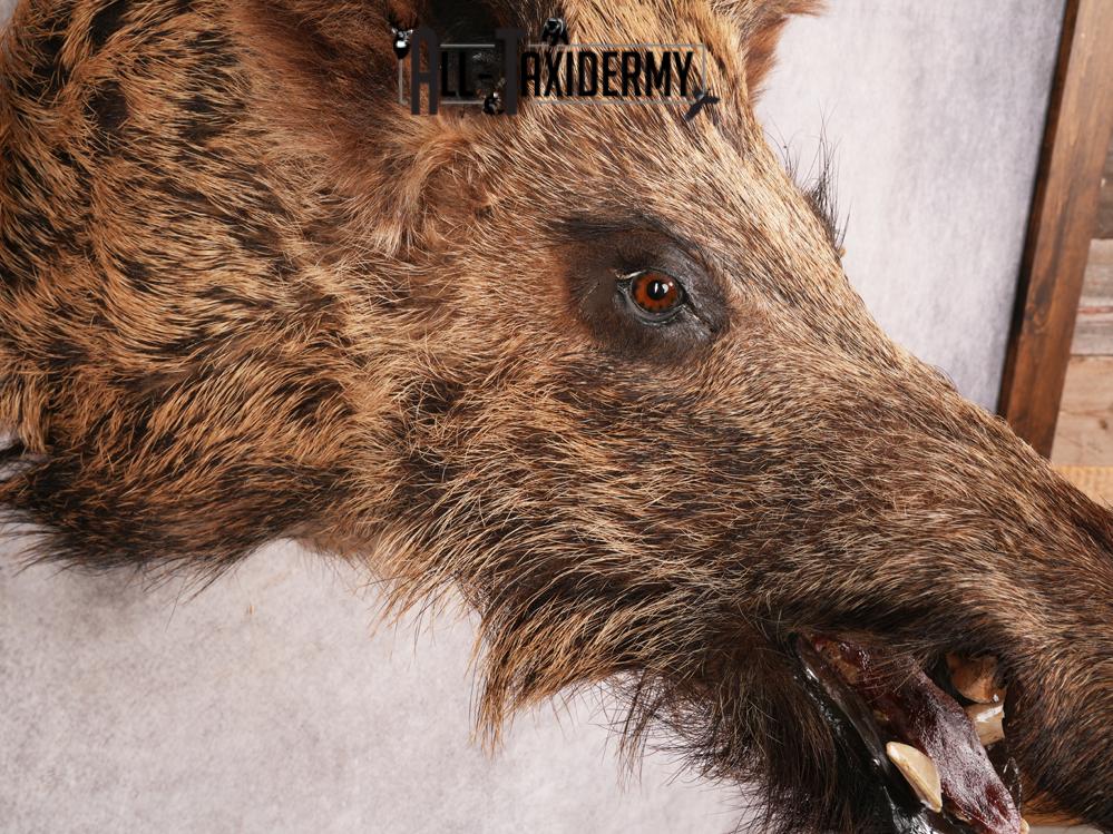 Russian Boar SKU 3468 - Image 9