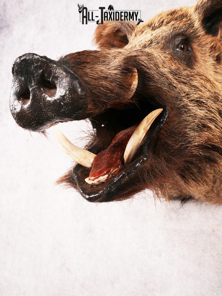 Russian Boar SKU 3468 - Image 7