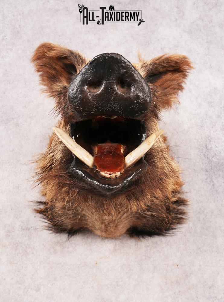 Russian Boar SKU 3468 - Image 5