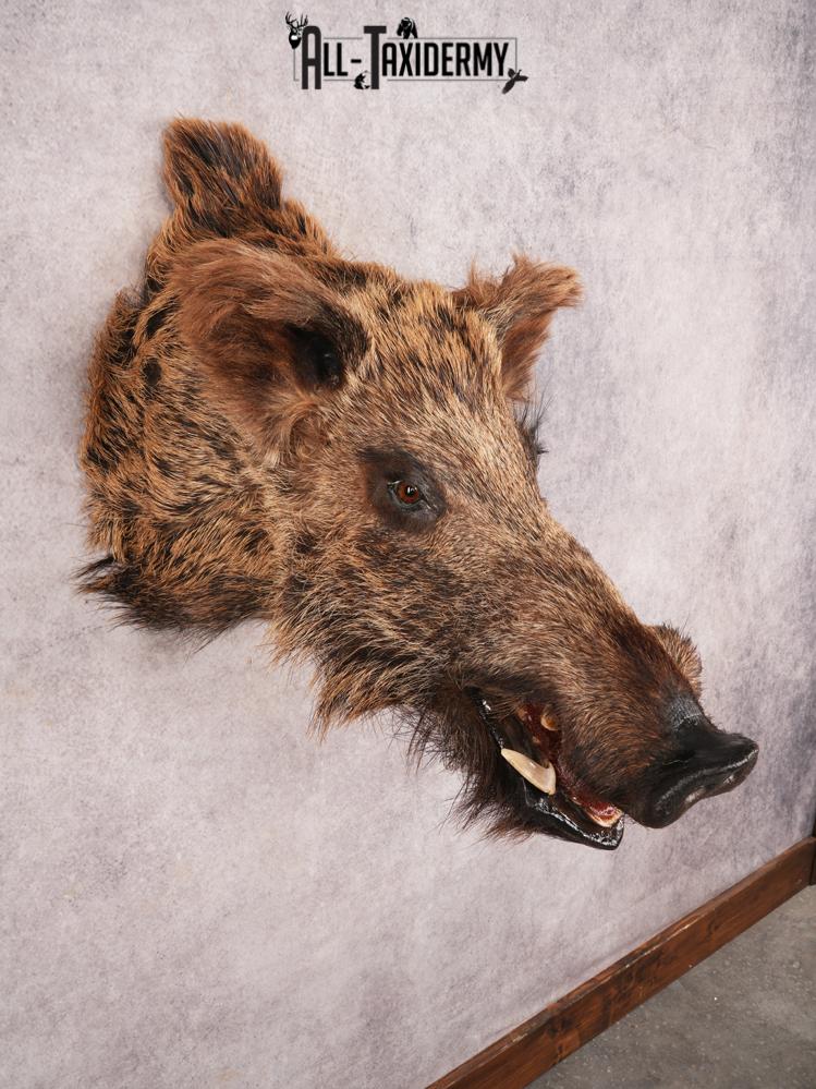 Russian Boar SKU 3468 - Image 3