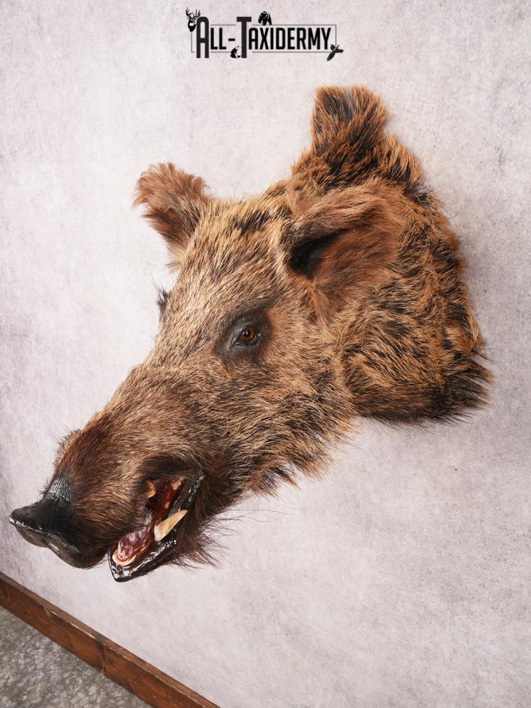 Russian Boar SKU 3468 - Image 2