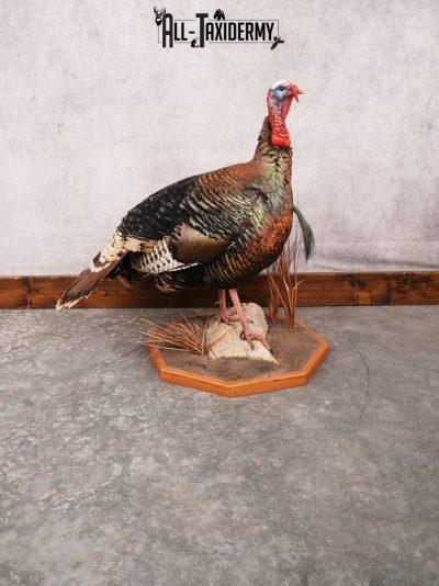 Rio Grande Turkey Taxidermy Mount SKU 3484
