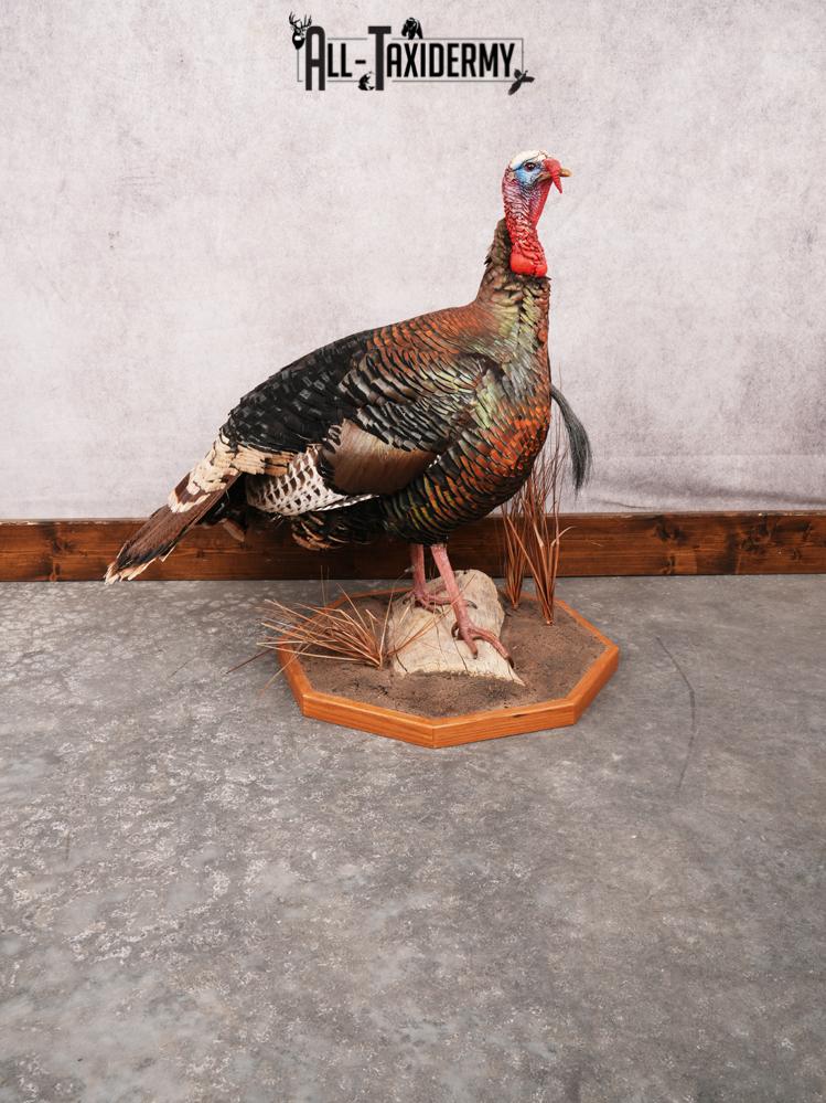 Rio Grande Turkey Taxidermy Mount SKU 3484
