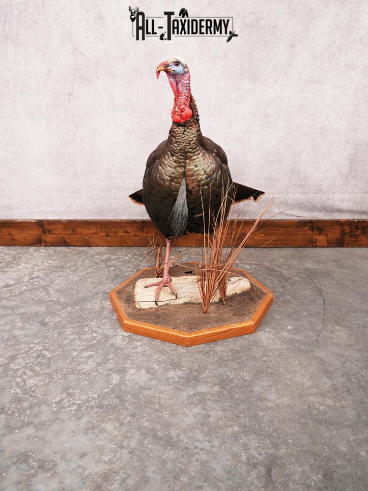 Rio Grande Turkey Taxidermy Mount SKU 3484 - Image 2