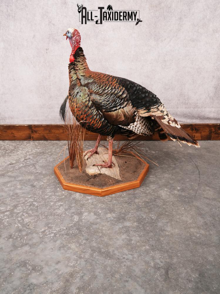 Rio Grande Turkey Taxidermy Mount SKU 3484 - Image 5