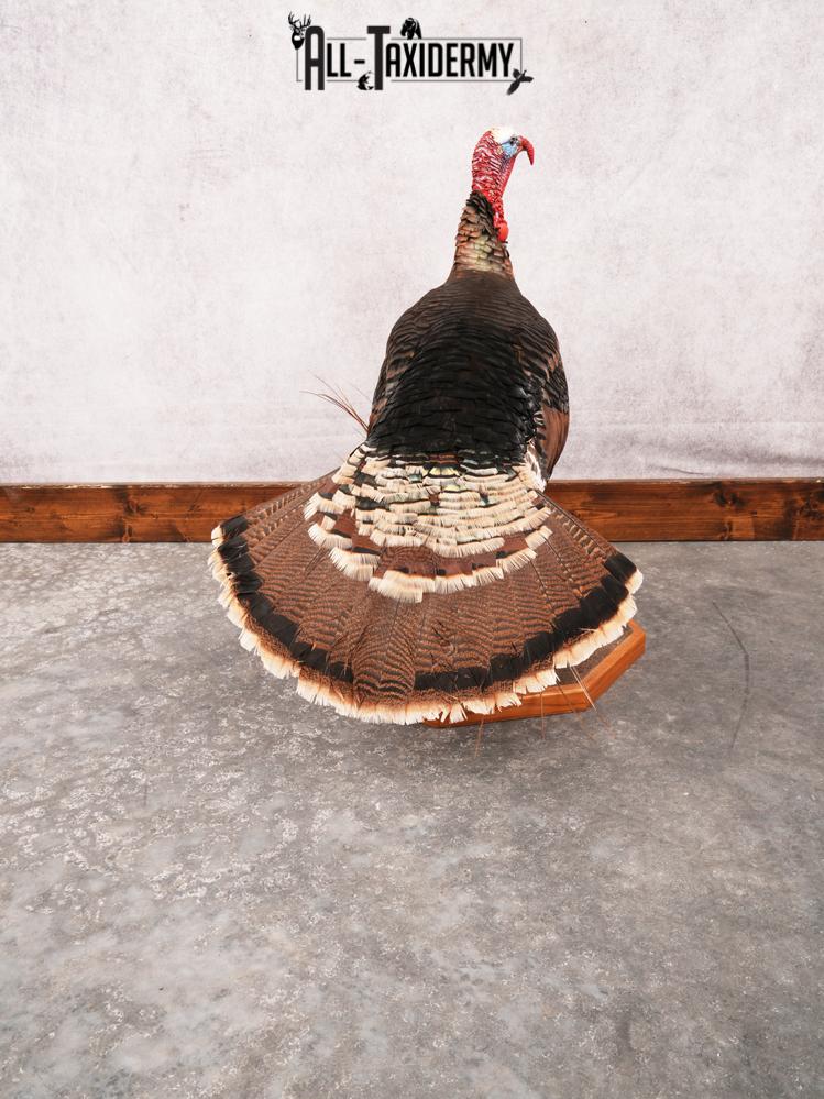 Rio Grande Turkey Taxidermy Mount SKU 3484 - Image 4