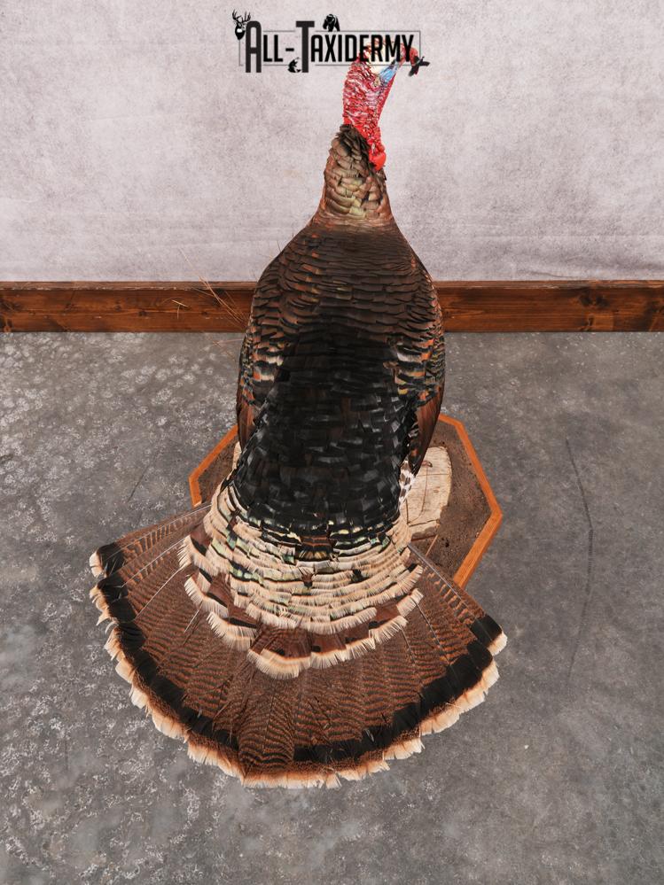 Rio Grande Turkey Taxidermy Mount SKU 3484 - Image 3