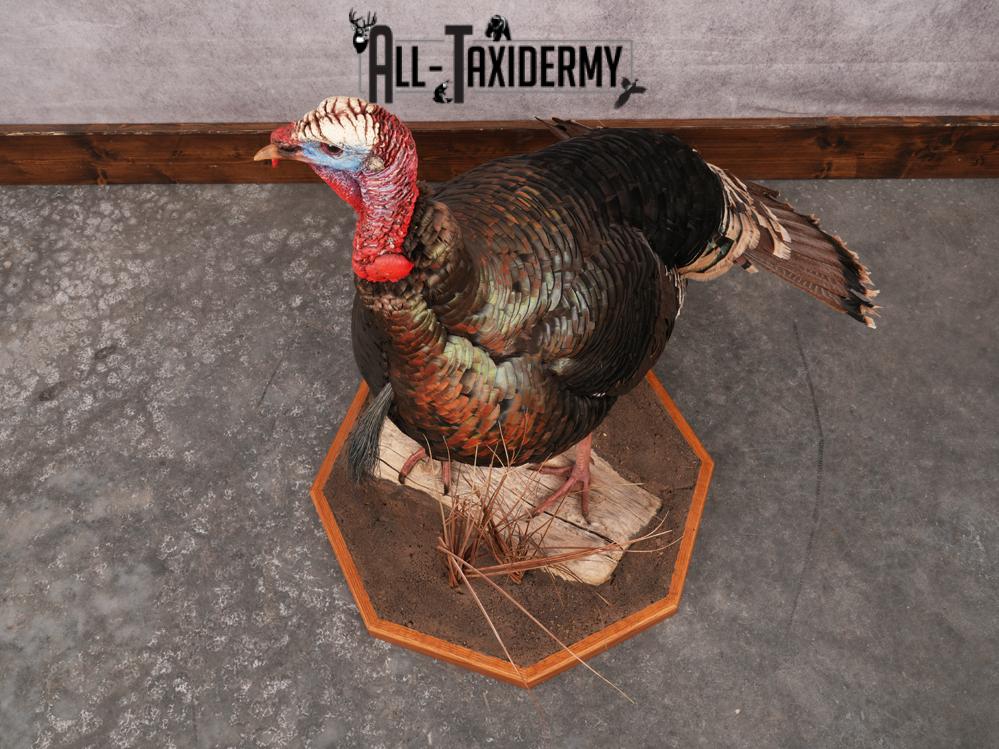 Rio Grande Turkey Taxidermy Mount SKU 3484 - Image 6