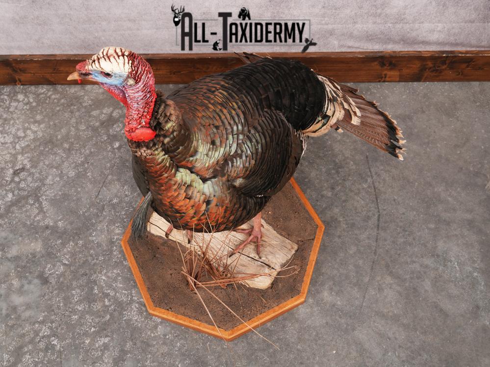 Rio Grande Turkey Taxidermy Mount SKU 3484 - Image 14