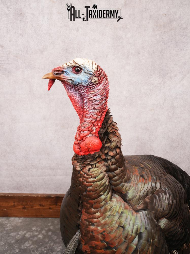 Rio Grande Turkey Taxidermy Mount SKU 3484 - Image 13