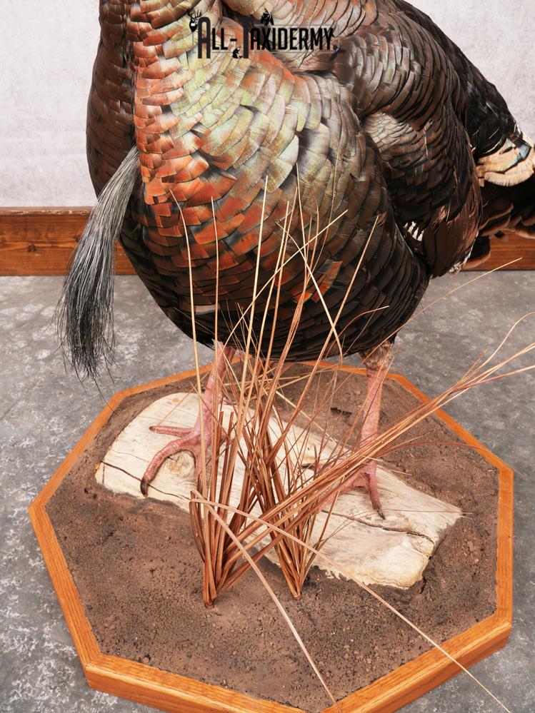 Rio Grande Turkey Taxidermy Mount SKU 3484 - Image 12