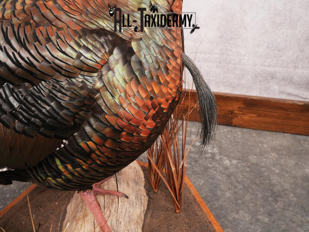 Rio Grande Turkey Taxidermy Mount SKU 3484 - Image 9