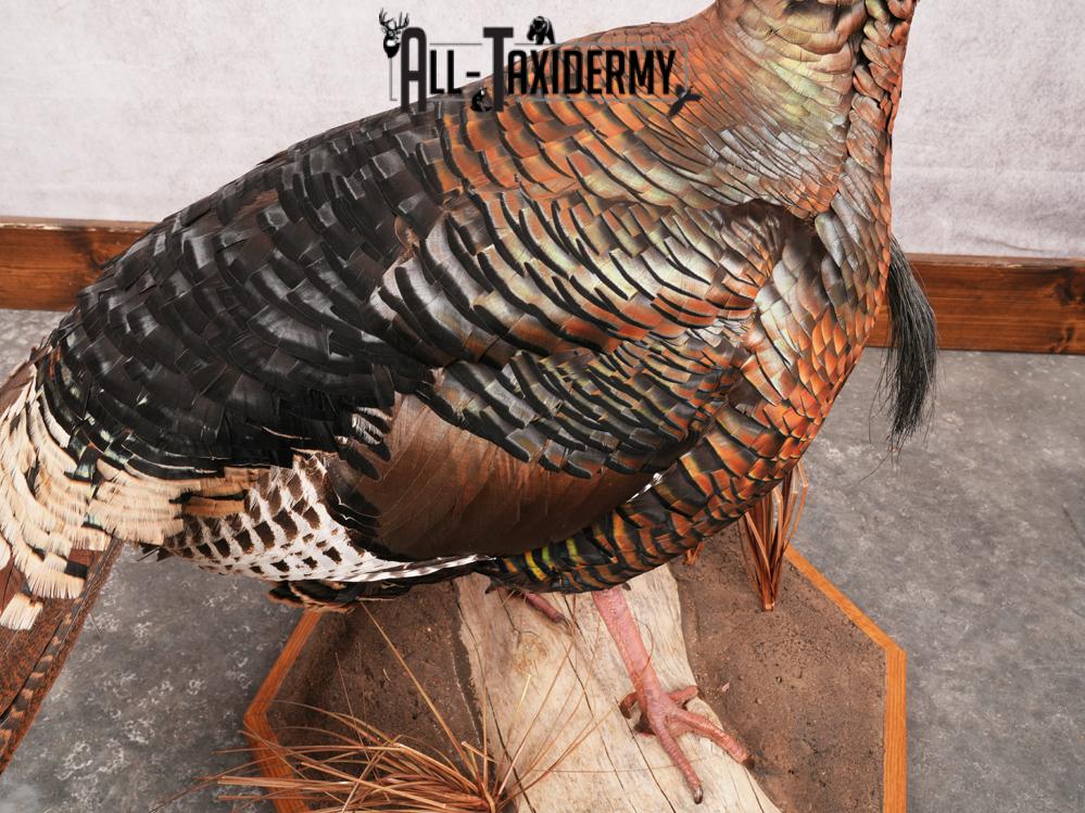 Rio Grande Turkey Taxidermy Mount SKU 3484 - Image 8