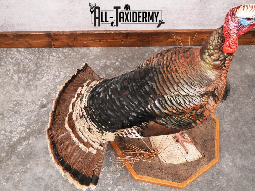 Rio Grande Turkey Taxidermy Mount SKU 3484 - Image 7
