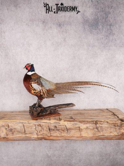Ringneck Pheasant SKU 3432