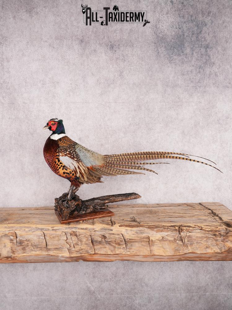 Ringneck Pheasant SKU 3432