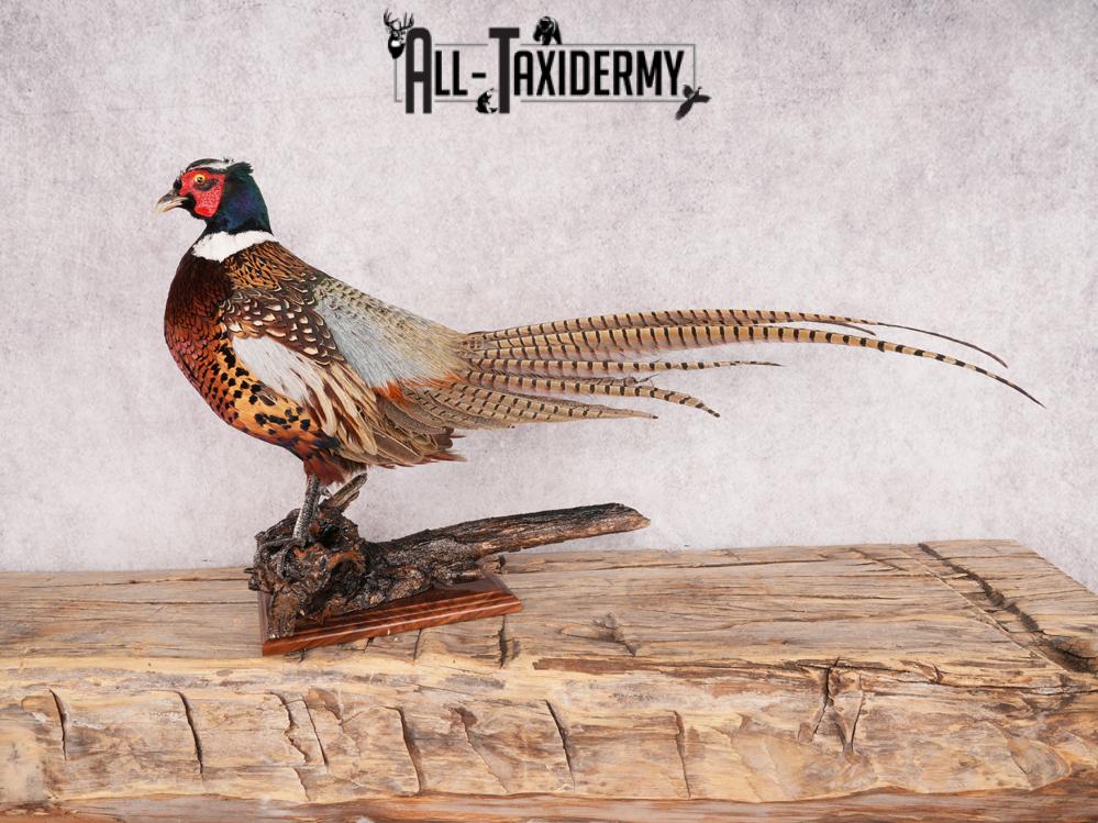 Ringneck Pheasant SKU 3432 - Image 12