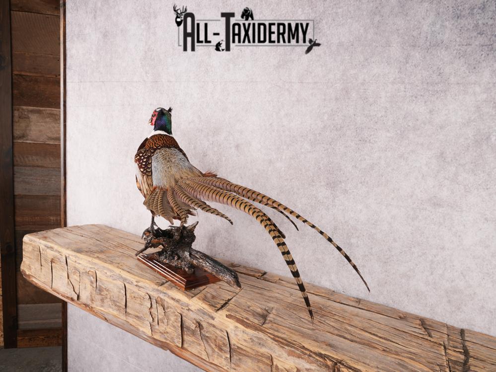 Ringneck Pheasant SKU 3432 - Image 11