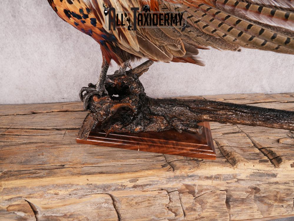 Ringneck Pheasant SKU 3432 - Image 9