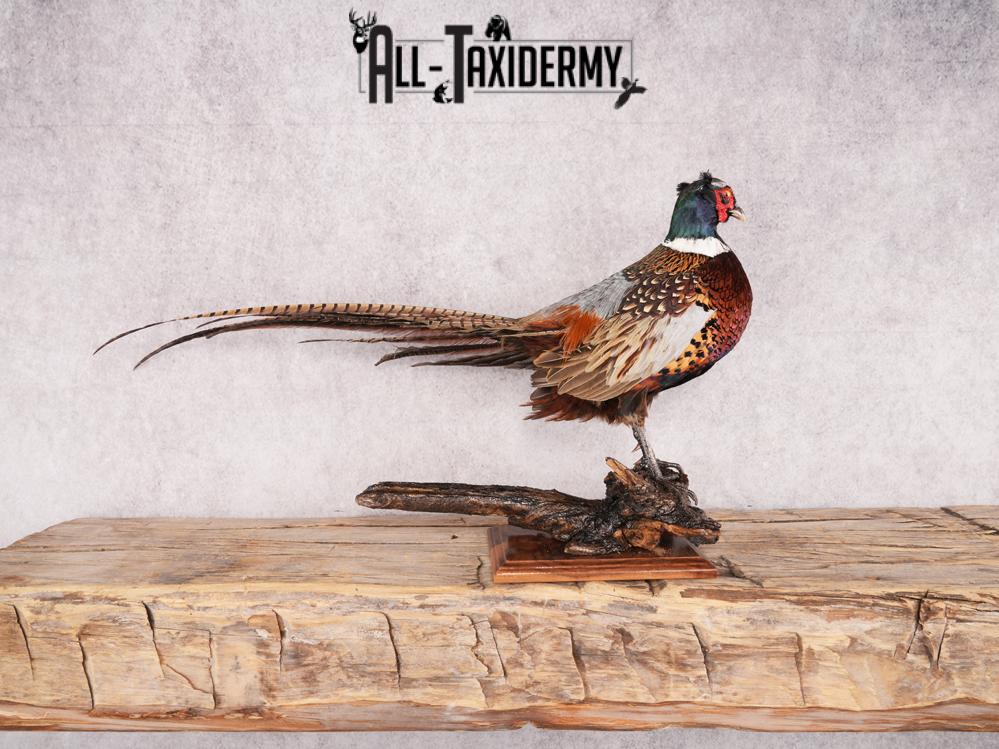Ringneck Pheasant SKU 3432 - Image 8