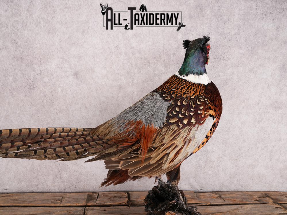 Ringneck Pheasant SKU 3432 - Image 6