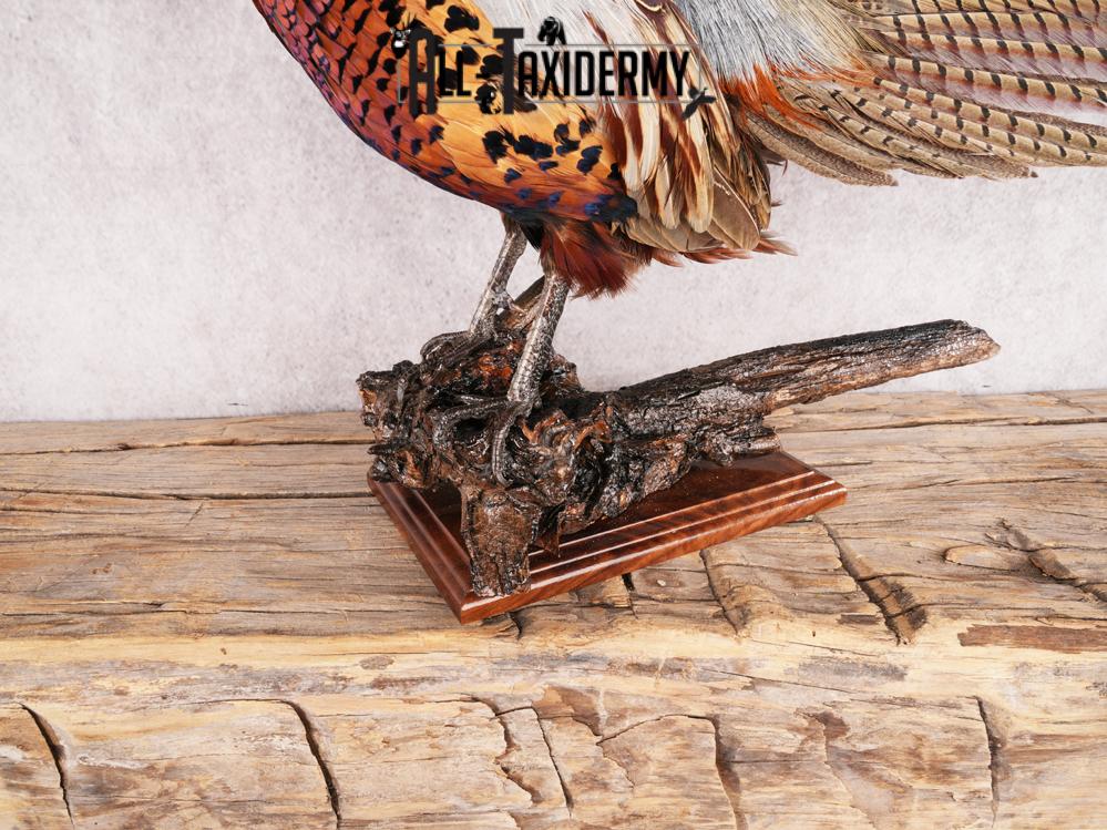 Ringneck Pheasant SKU 3432 - Image 3